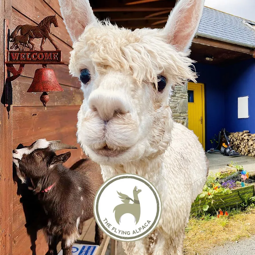 The Flying Alpaca website designed and developed by fcdm.ie.